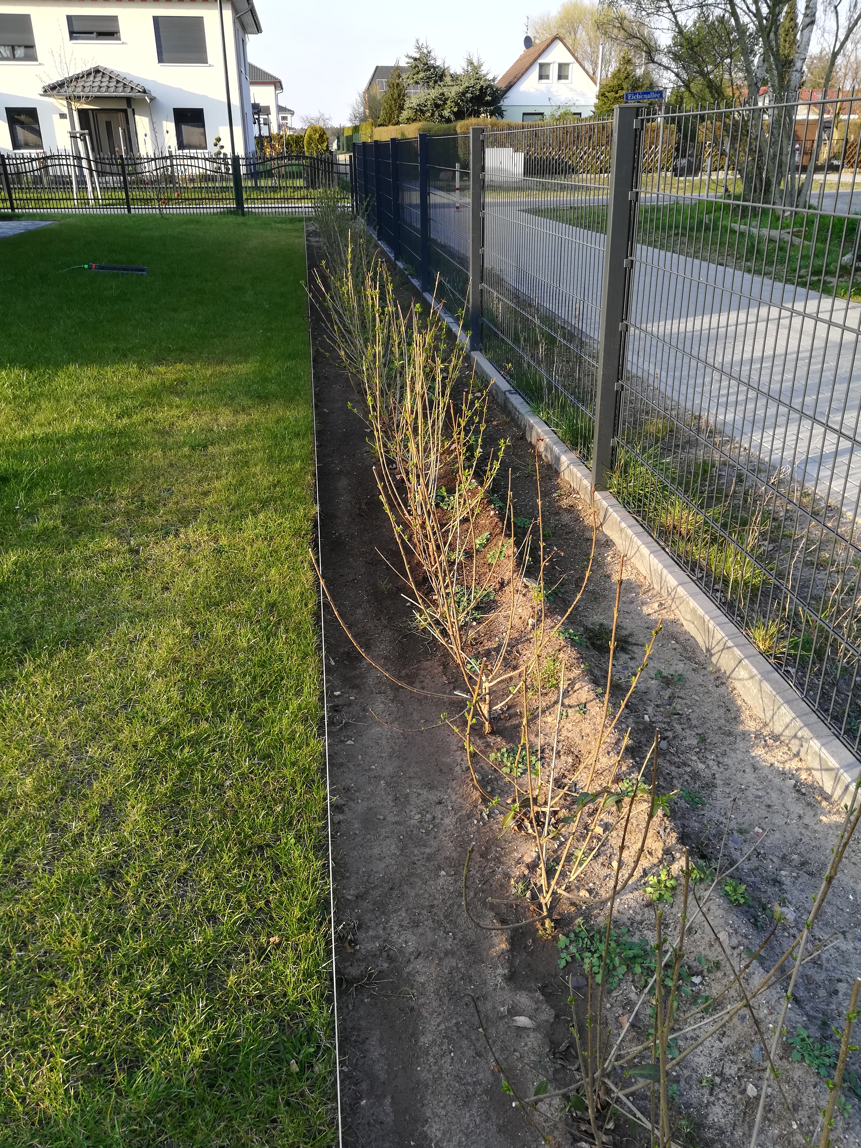 begrenzung-hecke-rasenkante-392533-2.jpg